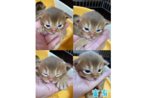 成約済の京都府のソマリ-24512の4枚目